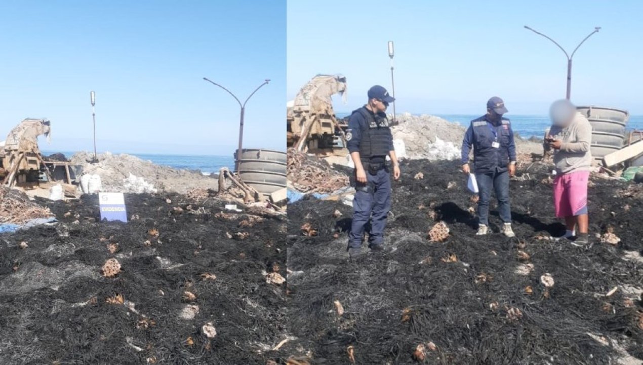 /decomisan-5-toneladas-de-huiro-negro-en-tocopilla