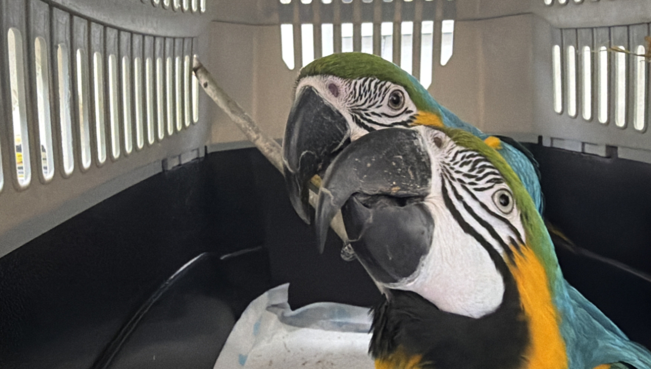 /animales-decomisados-en-agosto-pasado-por-la-pdi-sag-biobio-traslado-8
