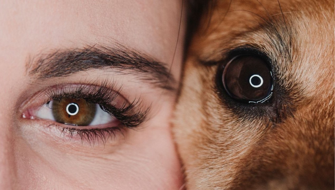 /especialista-alerta-enfermedades-oculares-perros-gatos