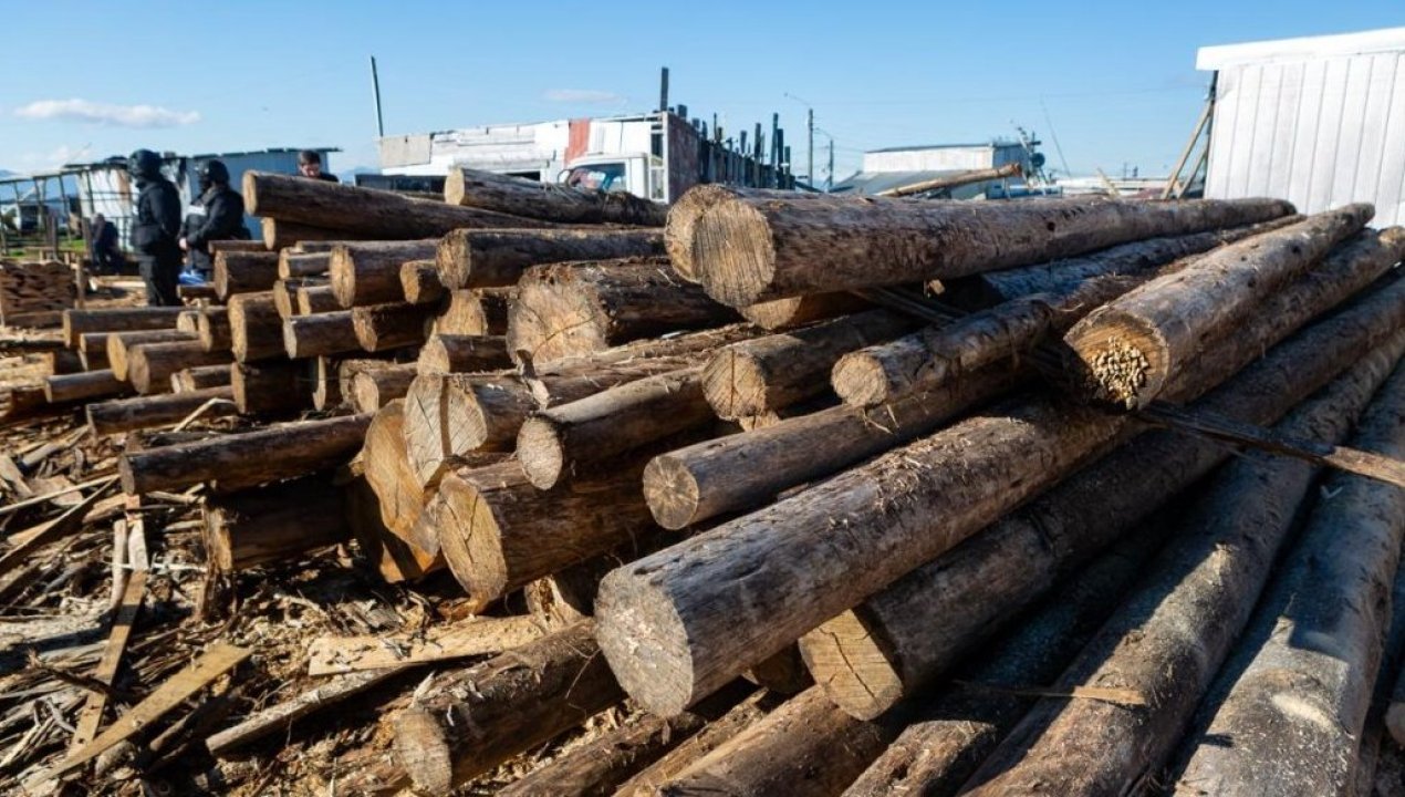 /aserradero-ilegal-alerce-norte-puerto-montt-fiscalizacion