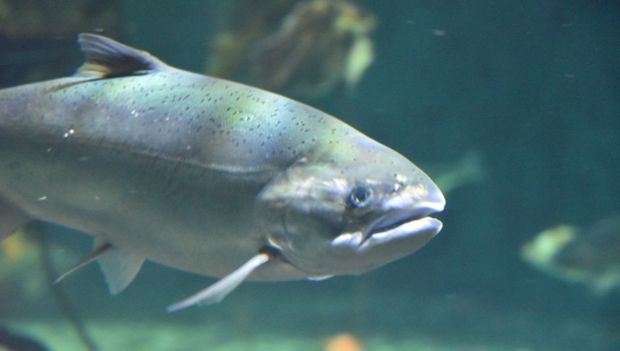 /salmon-coho-gana-terreno-en-chile-estudio-proyecta-que-su-crecimiento