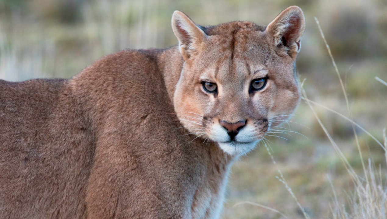 /investigan-hallazgo-de-puma-muerto-en-ruta-5-sur-habria-huido-de-los-incendios-forestales