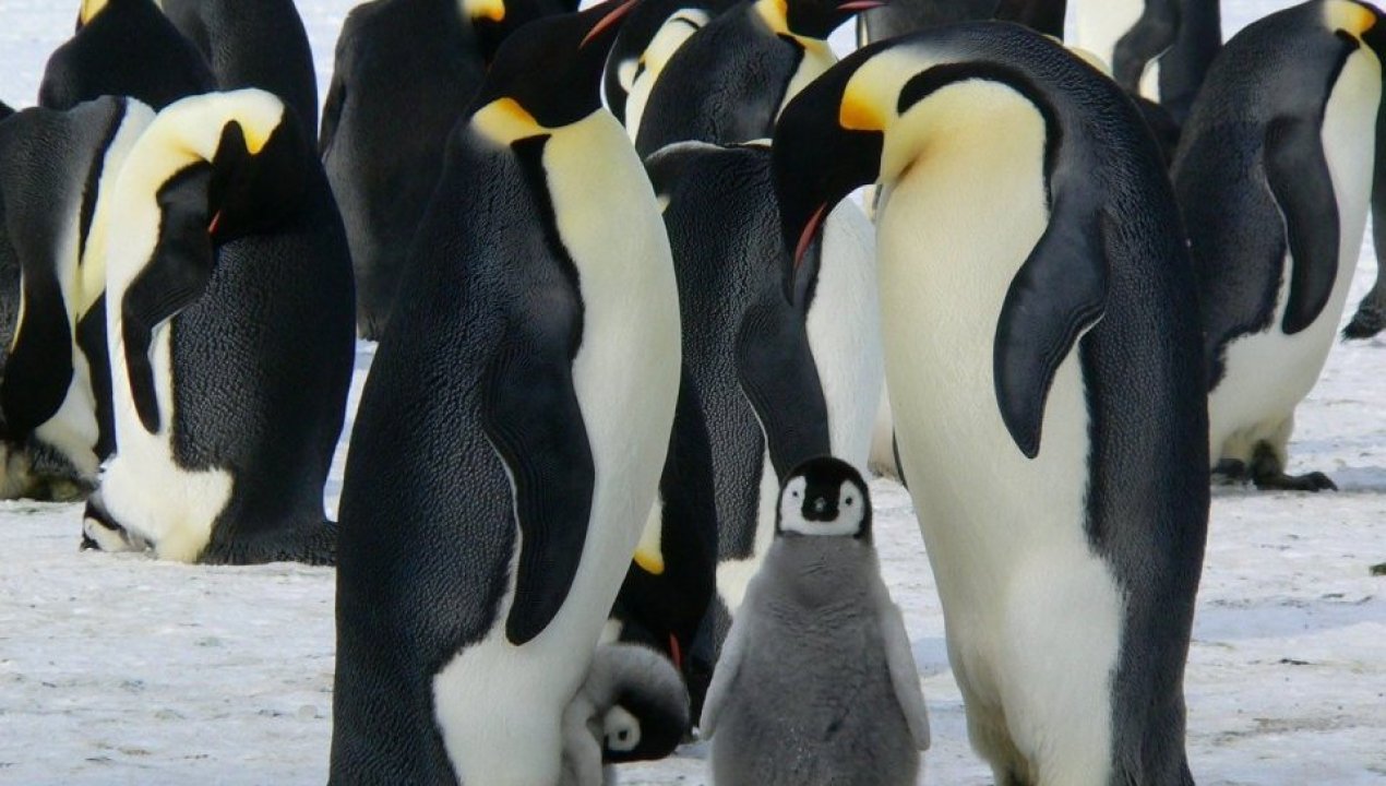/por-emisiones-de-carbono-pinguino-emperador-podria-desaparecer-para-el-ano