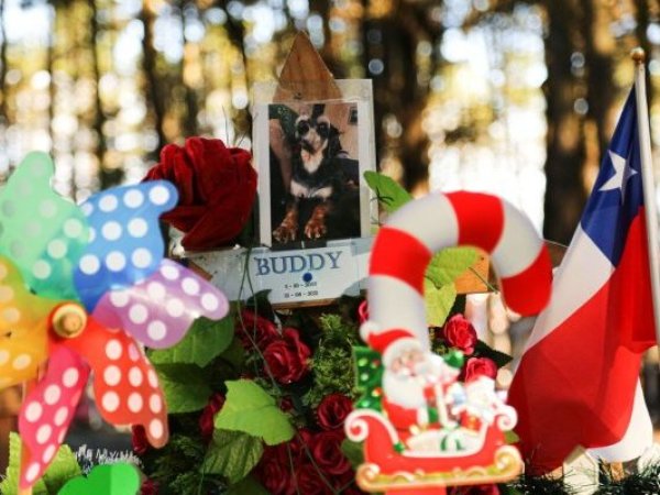 Denuncian cementerio ilegal de mascotas y abandono de animales en Caleta Lenga