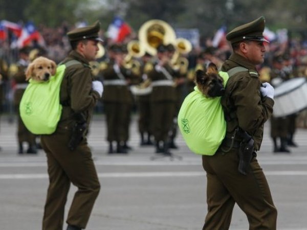 Perritos de carabineros volvieron a decir presente en la Parada Militar 2023