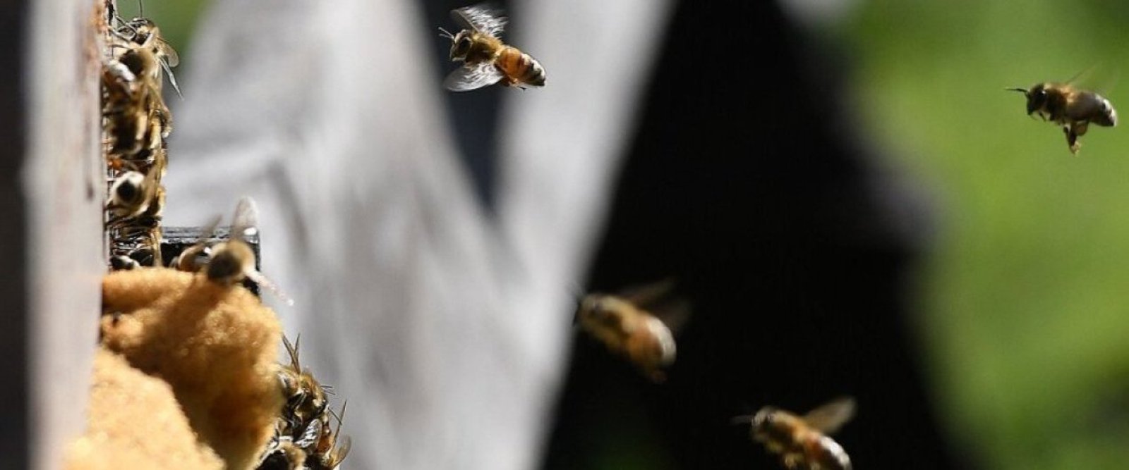 Envían abejas reinas y nodrizas desde Santa Bárbara hacia Canadá