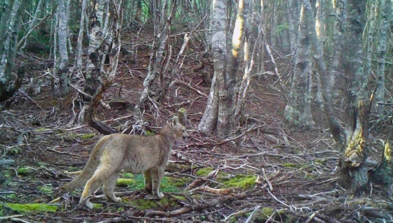 /regionales/region-de-magallanes/increible-hallazgo-detectan-presencia-de-un-cachorro-de-puma-en-magallanes