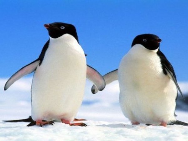 Descubren que excremento de pingüino podría ayudar al planeta