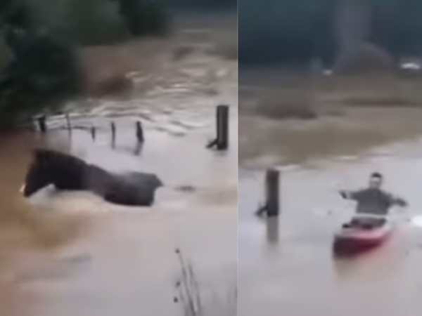 Hombre en kayak rescata a tres caballos atrapados por las lluvias en Carampangue