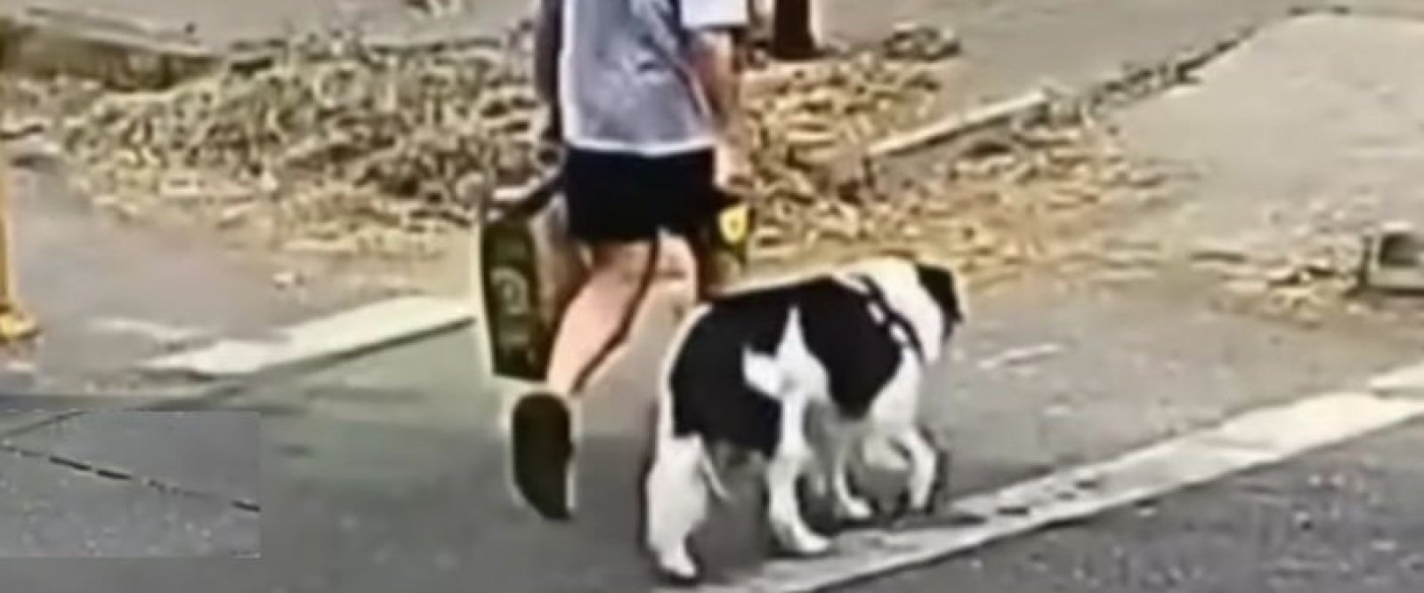 Culpan al perro: abogado da inusual explicación ante triple homicidio en La Reina