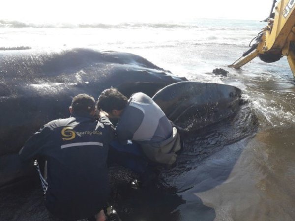 Una ballena jorobada fue encontrada muerta en el sector de Huentemo, en Chonchi